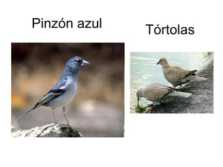Pinzón azul Tórtolas 