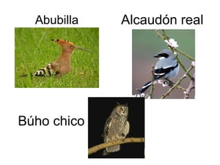 Abubilla Alcaudón real Búho chico 