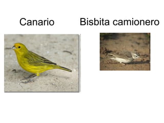 Canario Bisbita camionero 