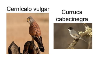 Cernícalo vulgar Curruca cabecinegra 