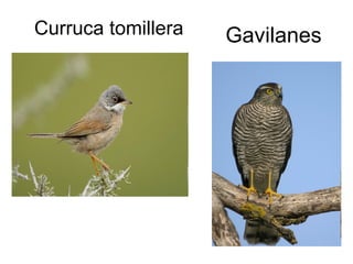 Curruca tomillera Gavilanes 