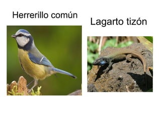 Herrerillo común Lagarto tizón 