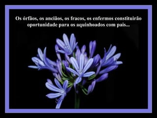 Os órfãos, os anciãos, os fracos, os enfermos constituirão
     oportunidade para os aquinhoados com pais...
 