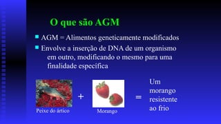 O que são AGM
n AGM = Alimentos geneticamente modificados
n Envolve a inserção de DNA de um organismo
em outro, modificando o mesmo para uma
finalidade específica
+
Um
morango
resistente
ao frio
=
Peixe do ártico Morango