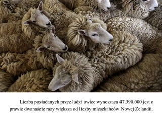 Liczba posiadanych przez ludzi owiec wynosząca 47.390.000 jest o
prawie dwanaście razy większa od liczby mieszkańców Nowej Zelandii.
 