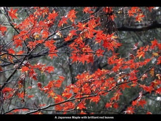 A Japanese Maple with brilliant red leaves
 