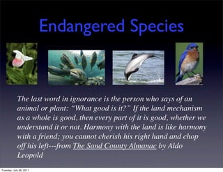 Endangered Species


            The last word in ignorance is the person who says of an
            animal or plant: “What good is it?” If the land mechanism
            as a whole is good, then every part of it is good, whether we
            understand it or not. Harmony with the land is like harmony
            with a friend; you cannot cherish his right hand and chop
            off his left---from The Sand County Almanac by Aldo
            Leopold
Tuesday, July 26, 2011
 