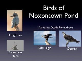 Birds of
            Noxontown Pond
              Airborne: Death From Above

Kingﬁsher


              Bald Eagle           Osprey
Common
  Tern
 
