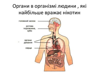 Органи в організмі людини , які
найбільше вражає нікотин
 