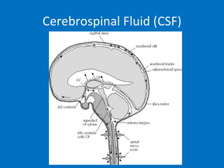 Cerebrospinal Fluid (CSF) 