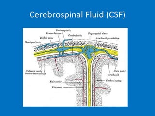 Cerebrospinal Fluid (CSF) 