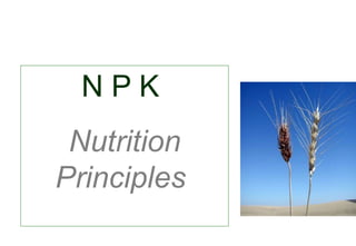 N P K
Nutrition
Principles
 