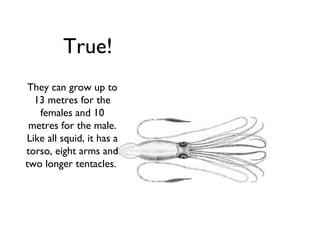 True!
 They can grow up to
  13 metres for the
   females and 10
 metres for the male.
Like all squid, it has a
torso, eight arms and
two longer tentacles.
 