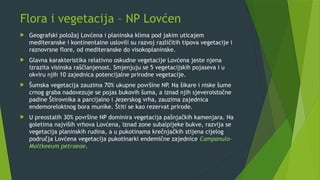 Flora i vegetacija – NP Lovćen
 Geografski položaj Lovćena i planinska klima pod jakim uticajem
mediteranske i kontinentalne uslovili su razvoj različitih tipova vegetacije i
raznovrsne flore, od mediteranske do visokoplaninske.
 Glavna karakteristika relativno oskudne vegetacije Lovćena jeste njena
izrazita visinska raščlanjenost. Smjenjuju se 5 vegetacijskih pojaseva i u
okviru njih 10 zajednica potencijalne prirodne vegetacije.
 Šumska vegetacija zauzima 70% ukupne površine NP. Na šikare i niske šume
crnog graba nadovezuje se pojas bukovih šuma, a iznad njih sjeveroistočne
padine Štirovnika a parcijalno i Jezerskog vrha, zauzima zajednica
endemoreloktnog bora munike. Štiti se kao rezervat prirode.
 U preostalih 30% površine NP dominira vegetacija pašnjačkih kamenjara. Na
goletima najviših vrhova Lovćena, iznad zone subalpijeke bukve, razvija se
vegetacija planinskih rudina, a u pukotinama krečnjačkih stijena cijelog
područja Lovćena vegetacija pukotinarki endemične zajednice Campanulo-
Moltkeeum petraeae.
 