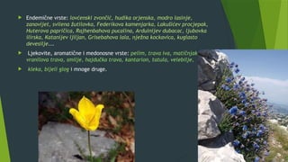 Endemične vrste: lovćenski zvončić, hudika orjenska, modro lasinje,
zanovijet, svilena žutilovka, Federikova kamenjarka, Lakušićev procjepak,
Huterova papričica, Rajhenbahova pucalina, Arduinijev dubacac, ljubovka
ilirska, Katanijev ljiljan, Grisebahova lala, nježna kockavica, kuglasto
devesilje...
 Ljekovite, aromatične i medonosne vrste: pelim, trava iva, matičnjak,
vranilova trava, smilje, hajdučka trava, kantarion, tatula, velebilje,
 kleka, bijeli glog i mnoge druge.
 