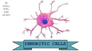 DENDRITIC CELLS
BY
THAO,
RUN,
AND
MINTY
 