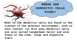 WHERE ARE
DENDRITIC CELLS
FOUND?
Most of the dendritic cells are found in the
tissues of the external environment, such as
skin contact (in this area Dendritic cells
are also called Langerhams Cells) and also
found in the nose, lungs and digestive
tract.
 