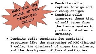 ● Dendrite cells
capture foreign and
cleanup antigen.
● Dendrite cells
transport these kind
of cell types from
the immune system to
produc antibodies or
antibody.
● Dendrite cells terminate few resistant
reactions like the sharpening of MHC-limited
T cells, the dismissal of organ transplants,
and the development of T-ward antibodies.
 