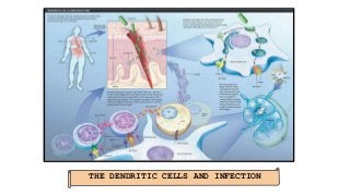 THE DENDRITIC CELLS AND INFECTION
 