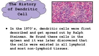 The History
of Dendritic
Cell
● In the 1970’s, dendritic cells were first
described and get spread out by Ralph
Steinman. He found these cells in the
spleen and it was later discovered that
the cells were existed in all lymphoid
and most non-lymphoid tissues.
 