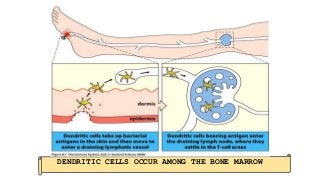 DENDRITIC CELLS OCCUR AMONG THE BONE MARROW
 