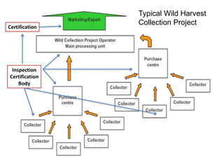 Typical Wild Harvest
Collection Project
Inspection
Certification
Body
Certification
 