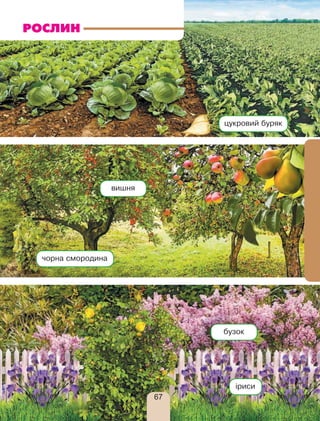 цукровий буряк
чорна смородина
вишня
бузок
іриси
РОСЛИН
67
 