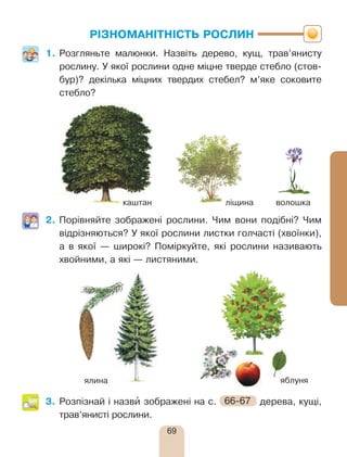 69
РІЗНОМАНІТНІСТЬ РОСЛИН
1.	Розгляньте малюнки. Назвіть дерево, кущ, трав’янисту
рослину. У якої рослини одне міцне тверде стебло (стов-
бур)? декілька міцних твердих стебел? м’яке соковите
стебло?
2.	Порівняйте зображені рослини. Чим вони подібні? Чим
відрізняються? У якої рослини листки голчасті (хвоїнки),
а в якої — широкі? Поміркуйте, які рослини називають
хвойними, а які — листяними.
3.	Розпізнай і назви’ зображені на с. 66-67 дерева, кущі,
трав’янисті рослини.
каштан ліщина волошка
яблуняялина
 