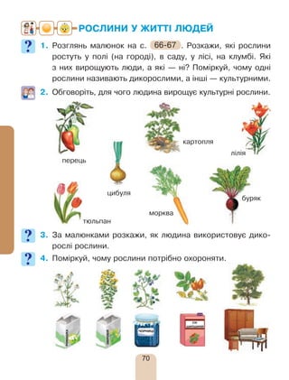70
РОСЛИНИ У ЖИТТІ ЛЮДЕЙ
1.	Розглянь малюнок на с. 66-67 . Розкажи, які рослини
рос­туть у полі (на городі), в саду, у лісі, на клумбі. Які
з них вирощують люди, а які — ні? Поміркуй, чому одні
рослини називають дикорослими, а інші — культурними.
2.	 Обговоріть, для чого людина вирощує культурні рослини.
3.	За малюнками розкажи, як людина використовує дико-
рослі рослини.
4.	Поміркуй, чому рослини потрібно охороняти.
тюльпан
буряк
лілія
перець
картопля
цибуля
морква
 
