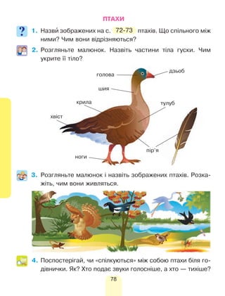 78
ПТАХИ
1.	Назви’ зображених на с. 72-73 птахів. Що спільного між
ними? Чим вони відрізняються?
2.	Розгляньте малюнок. Назвіть частини тіла гуски. Чим
укрите її тіло?
3.	Розгляньте малюнок і назвіть зображених птахів. Розка-
жіть, чим вони живляться.
4.	Поспостерігай, чи «спілкуються» між собою птахи біля го-
дівнички. Як? Хто подає звуки голосніше, а хто — тихіше?
дзьоб
голова
шия
крила
хвіст
ноги
пір’я
тулуб
 