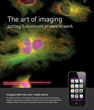 The art of imaging
      putting fluorescent probes to work




Multiplex imaging of human carcinoma (HeLa) cell labeled with Qdot® nanocrystals
and mounted with Qmount® media.




     Imaging right from your mobile device
     The Molecular Probes® cell imaging mobile app can help you find fluorescent dyes,
     reagents, and protocols for cell biology–related fluorescence microscopy applications.
     Available for iPhone®, iPod touch®, and Android™ devices from the iTunes® store.
 