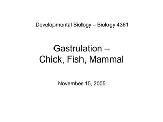 Developmental Biology – Biology 4361 



    Gastrulation – 
 Chick, Fish, Mammal 

        November 15, 2005
 
