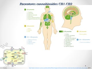 Receptores cannabinoides CB1,CB2Receptores cannabinoides CB1,CB2
http://www.fundacion-canna.es/sites/default/files/images/articles/es/articles-sistemaendocannabinoide_text_2.png, 2016
 