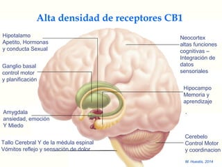 Alta densidad de receptores CB1
Tallo Cerebral Y de la médula espinal
Vómitos reflejo y sensación de dolor
Amygdala
ansiedad, emoción
Y Miedo
Ganglio basal
control motor
y planificación
Hipotalamo
Apetito, Hormonas
y conducta Sexual
Neocortex
altas funciones
cognitivas –
Integración de
datos
sensoriales
Hipocampo
Memoria y
aprendizaje
Cerebelo
Control Motor
y coordinacion
M. Huestis, 2014
 