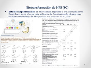 Biotransformación de NPS (SC)Biotransformación de NPS (SC)
• Estudios Experimentales: en microsomas hepáticos u orina de fumadores.
Desde hace pocos años se esta utilizando la Cunninghamella elegans para
estudiar metabolismo de NPS (Watanabe et al, Forensic Sci Int. 261, 2016)
Gonzalez Moraga et al, 2015
Hongo Cunninghamella tiene enzimas CYP509A1 involucradas en la
desintoxicación en los mamíferos y puede metabolizar una amplia variedad de
xenobióticos y de forma estéreo-selectiva similar a los sistemas enzimáticos
de mamíferos.
 