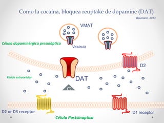 Como la cocaína, bloquea reuptake de dopamine (DAT)
Baumann, 2013
Célula Postsinaptica
D2 or D3 receptor D1 receptor
D2
DAT
Vesícula
Célula dopaminérgica presináptica
Fluído extracelular
VMAT
C
 