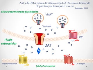 Anf. o MDMA entra a la célula como DAT Sustrato, liberando
Dopamina por transporte reverso
Baumann, 2013
A
Célula Postsináptica
D2 or D3 receptor D1 receptor
D2
DAT
Vesícula
Célula dopaminérgica presináptica
Fluído
extracelular
VMAT
A
 