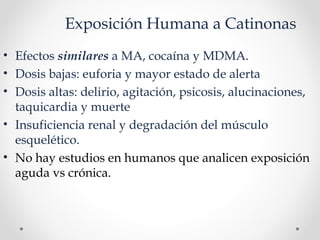 Exposición Humana a Catinonas
• Efectos similares a MA, cocaína y MDMA.
• Dosis bajas: euforia y mayor estado de alerta
• Dosis altas: delirio, agitación, psicosis, alucinaciones,
taquicardia y muerte
• Insuficiencia renal y degradación del músculo
esquelético.
• No hay estudios en humanos que analicen exposición
aguda vs crónica.
 