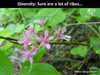 Diversity: Sure are a lot of ribes…
Ribes sanguineum
 