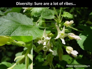 Diversity: Sure are a lot of ribes…
Ribes viscosissimum
 