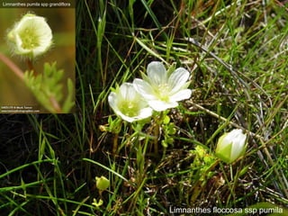 Linanthus, madia exigua, and wtf.
Note lack of eurasian grasses
 