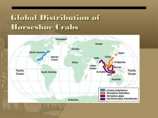 Global Distribution ofGlobal Distribution of
Horseshoe CrabsHorseshoe Crabs
 