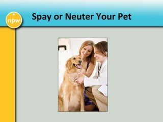 Spay or Neuter Your Pet
 