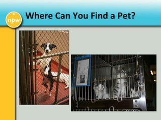 Where Can You Find a Pet?
 
