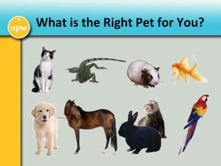 What is the Right Pet for You?
 