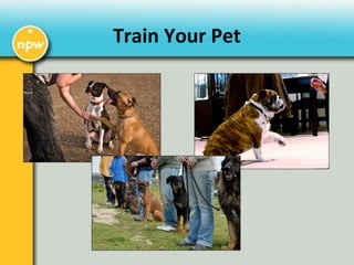 Train Your Pet
 