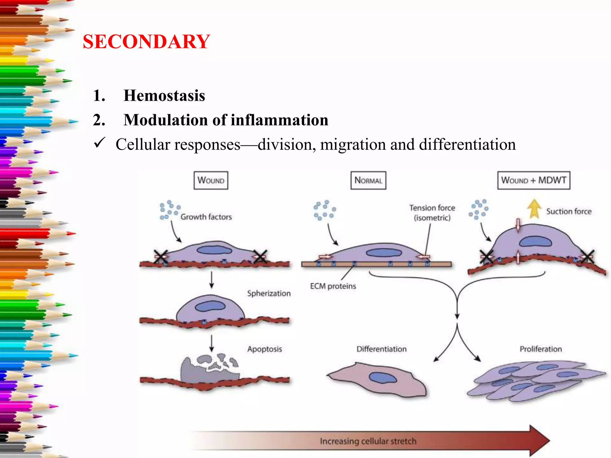 1. Hemostasis
2. Modulation of inflammation
 Cellular responses—division, migration and differentiation
SECONDARY
 