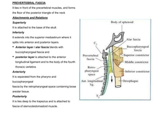 PREVERTEBRAL FASCIA
It lies in front of the prevertebral muscles, and forms
the floor of the posterior triangle of the neck
Attachments and Relations
Superiorly
It is attached to the base of the skull.
Inferiorly
It extends into the superior mediastinum where it
splits into anterior and posterior layers.
• Anterior layer / alar fascia blends with
buccopharyngeal fascia and
• posterior layer is attached to the anterior
longitudinal ligament and to the body of the fourth
thoracic vertebra.
Anteriorly
It is separated from the pharynx and
buccopharyngeal
fascia by the retropharyngeal space containing loose
areolar tissue.
Posteriorly
It is lies deep to the trapezius and is attached to
fascia of sternocleidomastoid muscle.
 