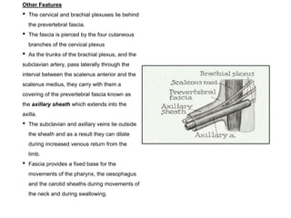 Other Features
• The cervical and brachial plexuses lie behind
the prevertebral fascia.
• The fascia is pierced by the four cutaneous
branches of the cervical plexus
• As the trunks of the brachial plexus, and the
subclavian artery, pass laterally through the
interval between the scalenus anterior and the
scalenus medius, they carry with them a
covering of the prevertebral fascia known as
the axillary sheath which extends into the
axilla.
• The subclavian and axillary veins lie outside
the sheath and as a result they can dilate
during increased venous return from the
limb.
• Fascia provides a fixed base for the
movements of the pharynx, the oesophagus
and the carotid sheaths during movements of
the neck and during swallowing.
 