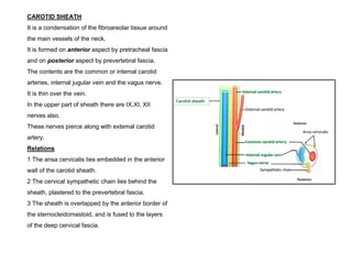 CAROTID SHEATH
It is a condensation of the fibroareolar tissue around
the main vessels of the neck.
It is formed on anterior aspect by pretracheal fascia
and on posterior aspect by prevertebral fascia.
The contents are the common or intemal carotid
arteries, internal jugular vein and the vagus nerve.
It is thin over the vein.
In the upper part of sheath there are IX,XI, XII
nerves also.
These nerves pierce along with extemal carotid
artery.
Relations
1 The ansa cervicalis lies embedded in the anterior
wall of the carotid sheath.
2 The cervical sympathetic chain lies behind the
sheath, plastered to the prevertebral fascia.
3 The sheath is overlapped by the anterior border of
the sternocleidomastoid, and is fused to the layers
of the deep cervical fascia.
 